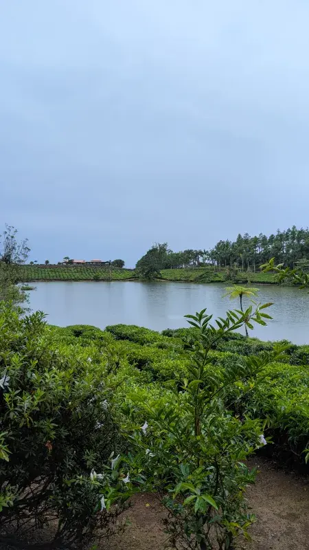 Serene lake surrounded by lush greenery and palms