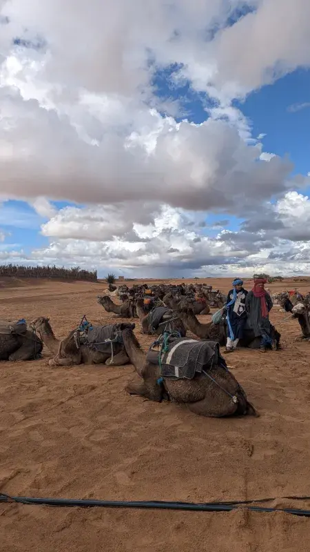 Camels resting in the desert under a cloudy sky